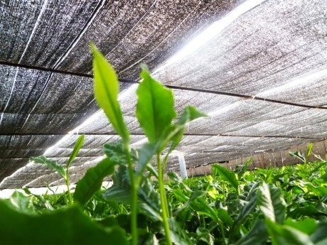 Japanese Matcha Wholesale in Europe — Who We Supply & How It Works